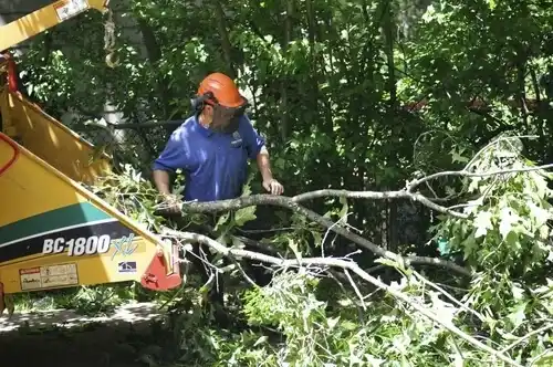 tree services Cattaraugus